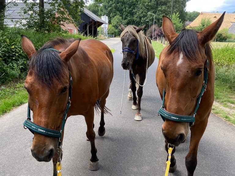 ontspannen paarden zonder verlatingsangst